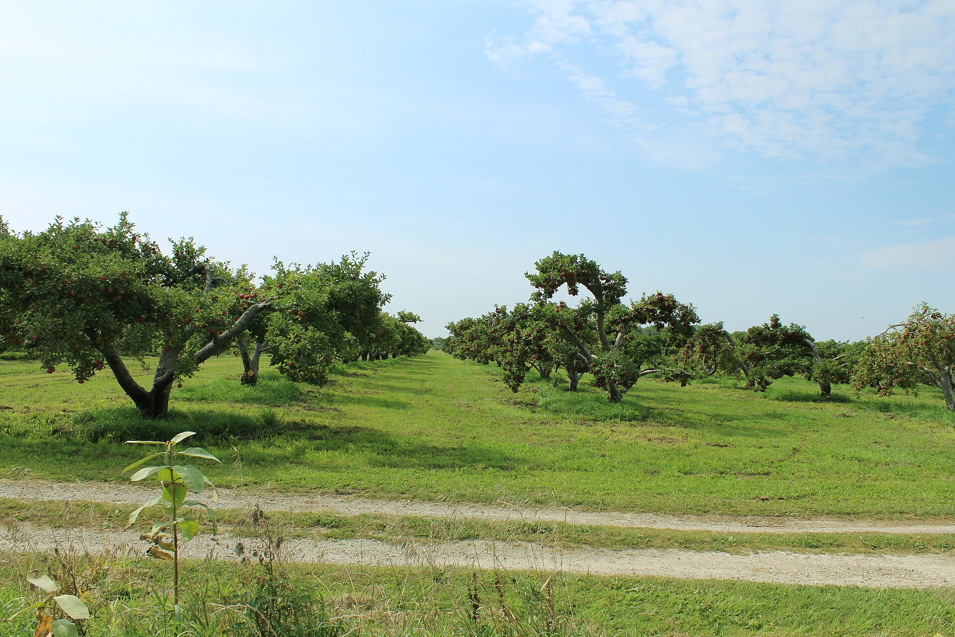 Apple Picking and Cider Donuts Near Chicago