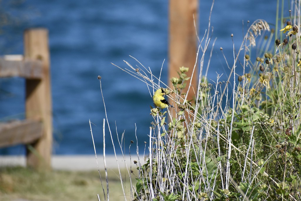American goldfinch perched in wildflowers at the Magic Hedge, Montrose Point
